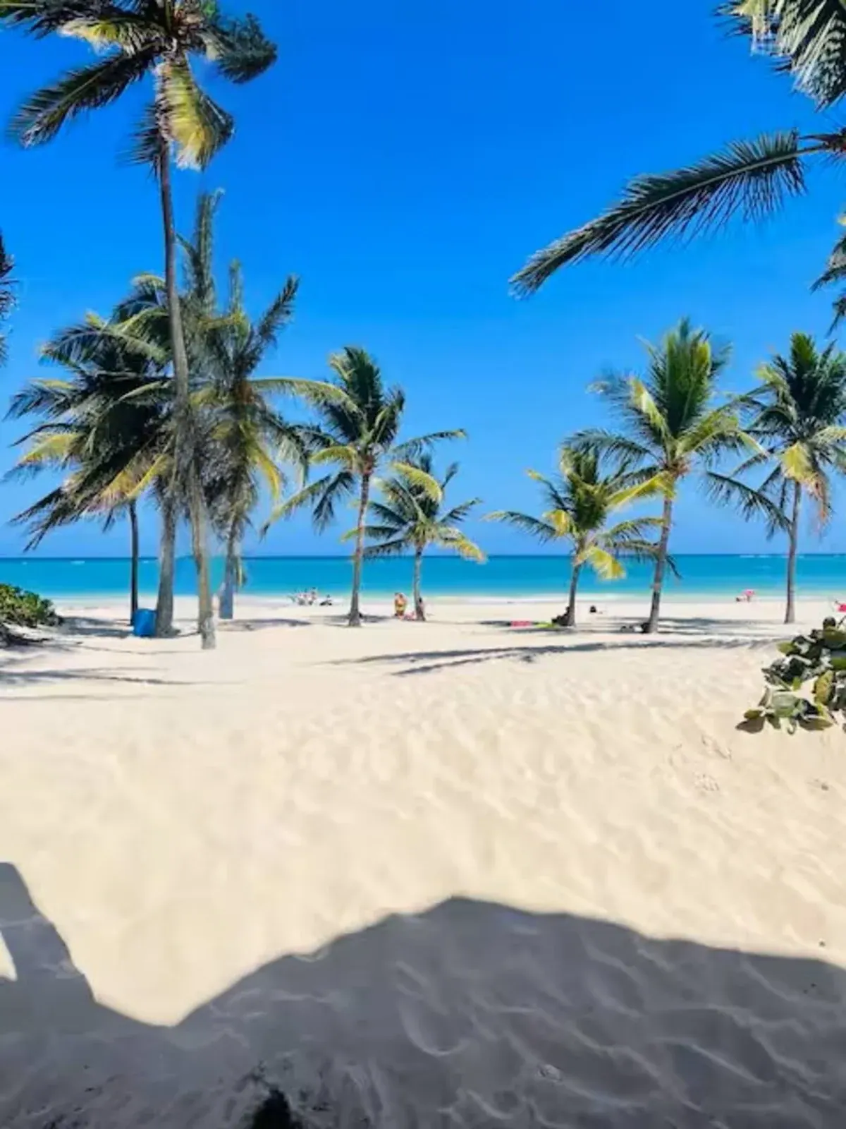 Playa con palmeras
